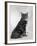 Manx Cat Sitting Down So You Cannot Really See That It Does Not Have a Tail-Thomas Fall-Framed Photographic Print
