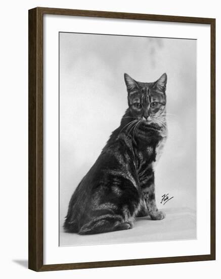 Manx Cat Sitting Down So You Cannot Really See That It Does Not Have a Tail-Thomas Fall-Framed Photographic Print