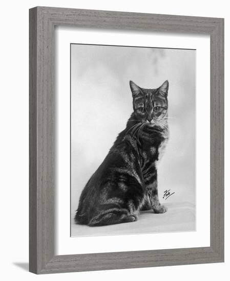 Manx Cat Sitting Down So You Cannot Really See That It Does Not Have a Tail-Thomas Fall-Framed Photographic Print