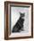 Manx Cat Sitting Down So You Cannot Really See That It Does Not Have a Tail-Thomas Fall-Framed Photographic Print