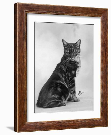 Manx Cat Sitting Down So You Cannot Really See That It Does Not Have a Tail-Thomas Fall-Framed Photographic Print