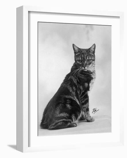 Manx Cat Sitting Down So You Cannot Really See That It Does Not Have a Tail-Thomas Fall-Framed Photographic Print