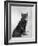 Manx Cat Sitting Down So You Cannot Really See That It Does Not Have a Tail-Thomas Fall-Framed Photographic Print