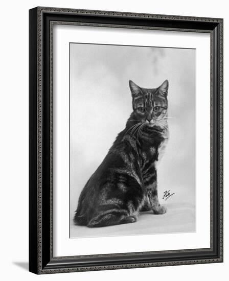 Manx Cat Sitting Down So You Cannot Really See That It Does Not Have a Tail-Thomas Fall-Framed Photographic Print