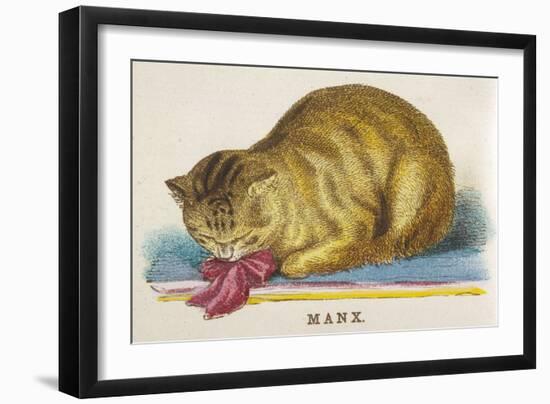 Manx Cat-null-Framed Art Print