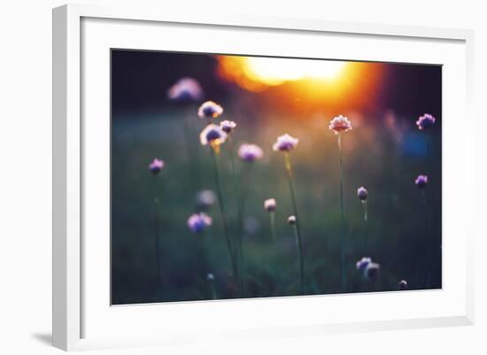 Many Beautiful Meadow Wild Flowers in Field on Sunset Background. Sunny Outdoor Bright Evening Colo-nature photos-Framed Photographic Print