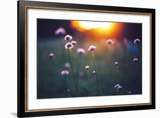 Many Beautiful Meadow Wild Flowers in Field on Sunset Background. Sunny Outdoor Bright Evening Colo-nature photos-Framed Photographic Print