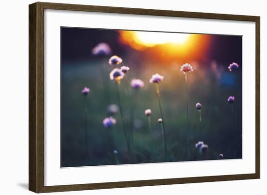 Many Beautiful Meadow Wild Flowers in Field on Sunset Background. Sunny Outdoor Bright Evening Colo-nature photos-Framed Photographic Print