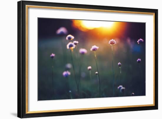 Many Beautiful Meadow Wild Flowers in Field on Sunset Background. Sunny Outdoor Bright Evening Colo-nature photos-Framed Photographic Print