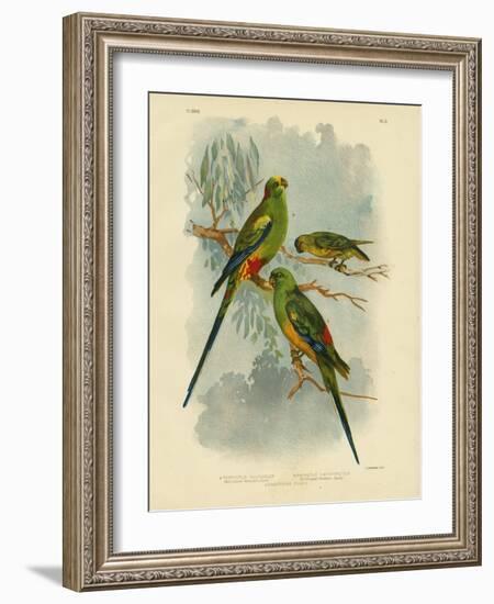 Many-Colored Parakeet, 1891-Gracius Broinowski-Framed Giclee Print