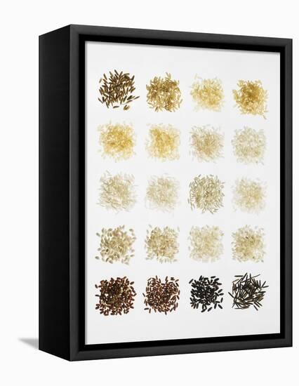 Many Different Types of Rice Laid Out in Small Squares-Bodo A^ Schieren-Framed Premier Image Canvas