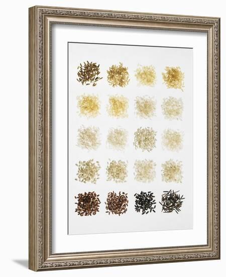 Many Different Types of Rice Laid Out in Small Squares-Bodo A^ Schieren-Framed Photographic Print