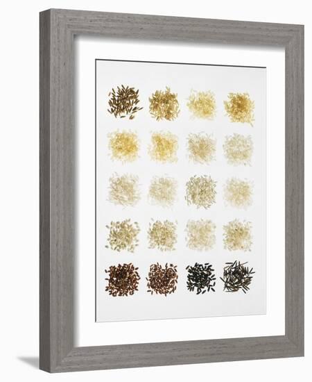 Many Different Types of Rice Laid Out in Small Squares-Bodo A^ Schieren-Framed Photographic Print