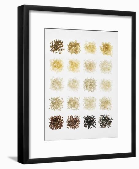 Many Different Types of Rice Laid Out in Small Squares-Bodo A^ Schieren-Framed Photographic Print