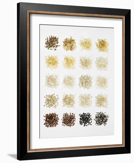 Many Different Types of Rice Laid Out in Small Squares-Bodo A^ Schieren-Framed Photographic Print