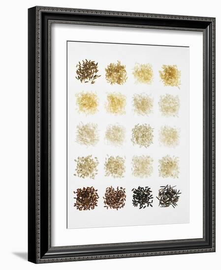 Many Different Types of Rice Laid Out in Small Squares-Bodo A^ Schieren-Framed Photographic Print