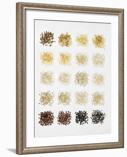 Many Different Types of Rice Laid Out in Small Squares-Bodo A^ Schieren-Framed Photographic Print