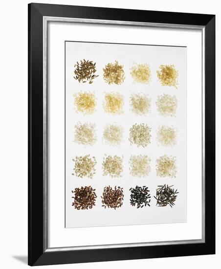 Many Different Types of Rice Laid Out in Small Squares-Bodo A^ Schieren-Framed Photographic Print