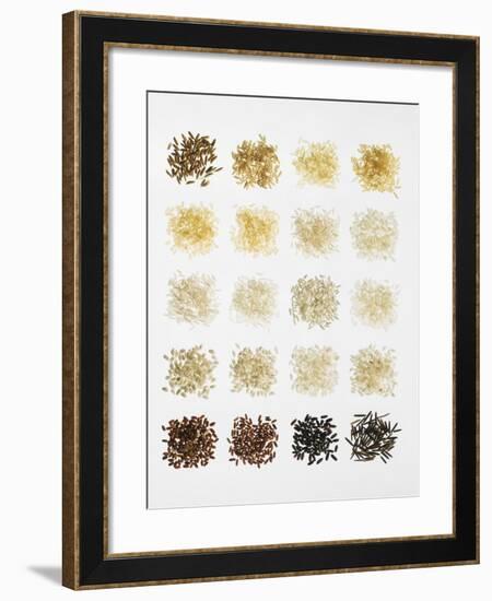 Many Different Types of Rice Laid Out in Small Squares-Bodo A^ Schieren-Framed Photographic Print