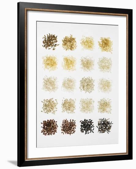 Many Different Types of Rice Laid Out in Small Squares-Bodo A^ Schieren-Framed Photographic Print