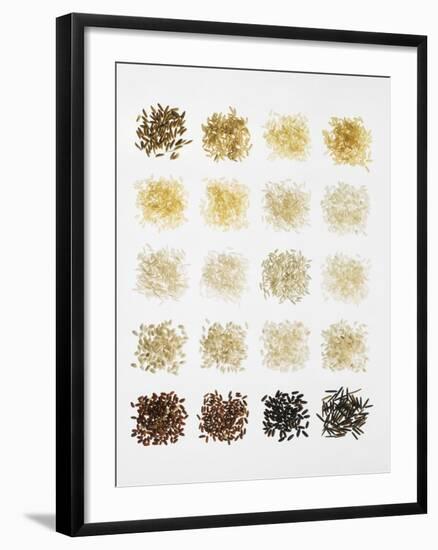 Many Different Types of Rice Laid Out in Small Squares-Bodo A^ Schieren-Framed Photographic Print