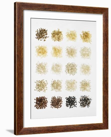 Many Different Types of Rice Laid Out in Small Squares-Bodo A^ Schieren-Framed Photographic Print