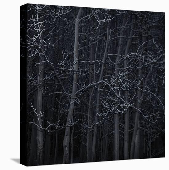 Many Trees-Andrew Geiger-Framed Stretched Canvas