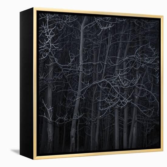 Many Trees-Andrew Geiger-Framed Stretched Canvas