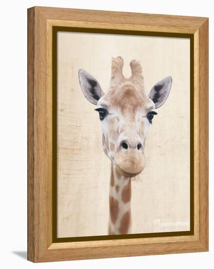 Manyara-Rachael Hale-Framed Stretched Canvas