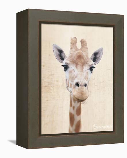 Manyara-Rachael Hale-Framed Stretched Canvas