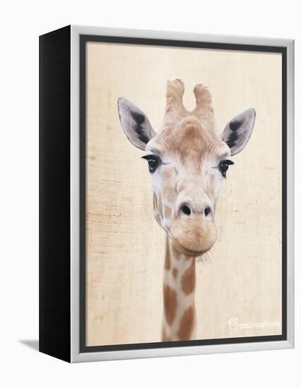 Manyara-Rachael Hale-Framed Stretched Canvas