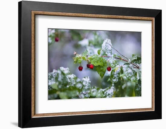 Manzanita bush (Malpighia glabra) after snow.-Larry Ditto-Framed Photographic Print