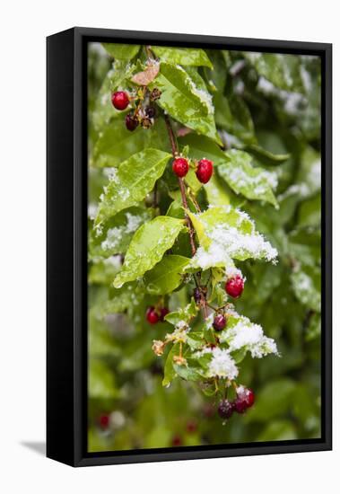 Manzanita bush (Malpighia glabra) after snow.-Larry Ditto-Framed Premier Image Canvas