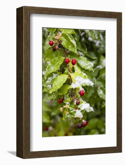 Manzanita bush (Malpighia glabra) after snow.-Larry Ditto-Framed Photographic Print