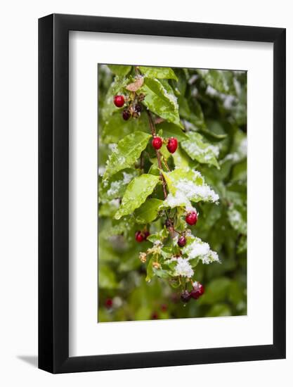 Manzanita bush (Malpighia glabra) after snow.-Larry Ditto-Framed Photographic Print