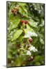 Manzanita bush (Malpighia glabra) after snow.-Larry Ditto-Mounted Photographic Print