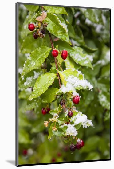 Manzanita bush (Malpighia glabra) after snow.-Larry Ditto-Mounted Photographic Print