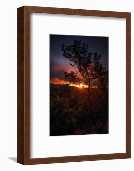 Manzanita Morning Magic Sun Star Oakland Hills Bay Area-Vincent James-Framed Photographic Print