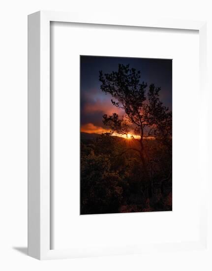 Manzanita Morning Magic Sun Star Oakland Hills Bay Area-Vincent James-Framed Photographic Print