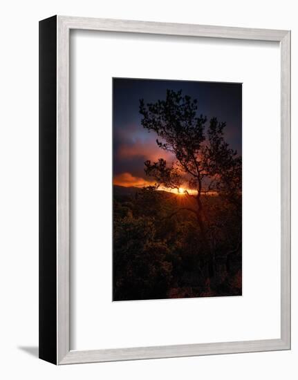 Manzanita Morning Magic Sun Star Oakland Hills Bay Area-Vincent James-Framed Photographic Print