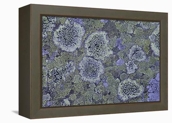 Map Lichen (Rhizocarpon Geographicum) on Granite, Sarek Np, Laponia World Heritage Site, Sweden-Cairns-Framed Premier Image Canvas