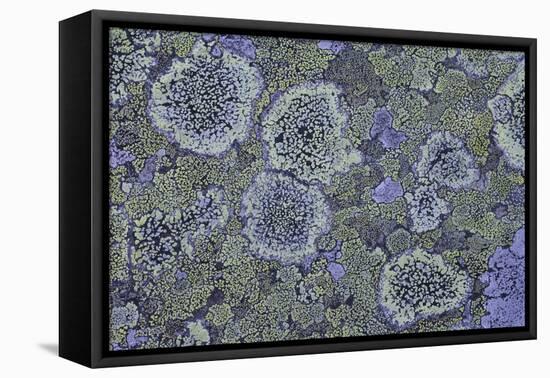 Map Lichen (Rhizocarpon Geographicum) on Granite, Sarek Np, Laponia World Heritage Site, Sweden-Cairns-Framed Premier Image Canvas