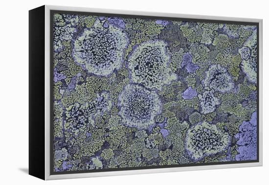 Map Lichen (Rhizocarpon Geographicum) on Granite, Sarek Np, Laponia World Heritage Site, Sweden-Cairns-Framed Premier Image Canvas