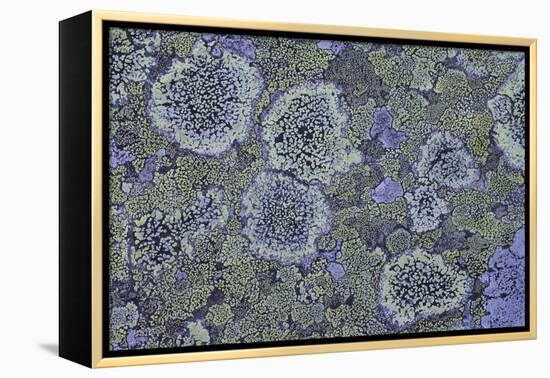 Map Lichen (Rhizocarpon Geographicum) on Granite, Sarek Np, Laponia World Heritage Site, Sweden-Cairns-Framed Premier Image Canvas