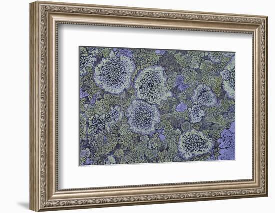 Map Lichen (Rhizocarpon Geographicum) on Granite, Sarek Np, Laponia World Heritage Site, Sweden-Cairns-Framed Photographic Print