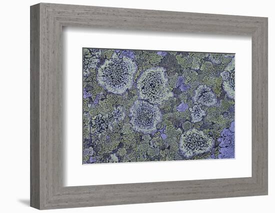 Map Lichen (Rhizocarpon Geographicum) on Granite, Sarek Np, Laponia World Heritage Site, Sweden-Cairns-Framed Photographic Print