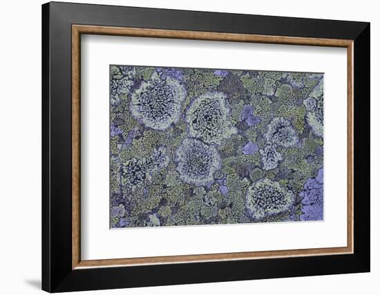 Map Lichen (Rhizocarpon Geographicum) on Granite, Sarek Np, Laponia World Heritage Site, Sweden-Cairns-Framed Photographic Print