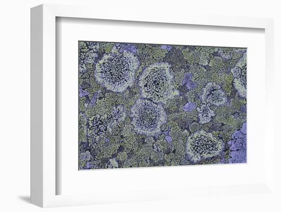 Map Lichen (Rhizocarpon Geographicum) on Granite, Sarek Np, Laponia World Heritage Site, Sweden-Cairns-Framed Photographic Print