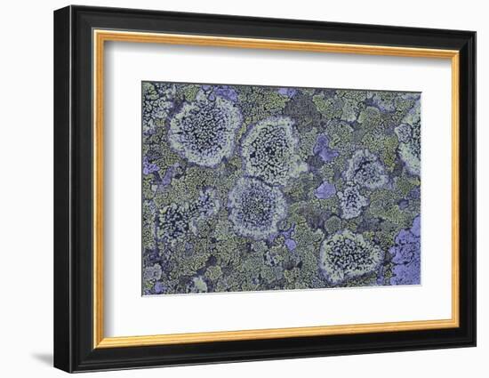 Map Lichen (Rhizocarpon Geographicum) on Granite, Sarek Np, Laponia World Heritage Site, Sweden-Cairns-Framed Photographic Print