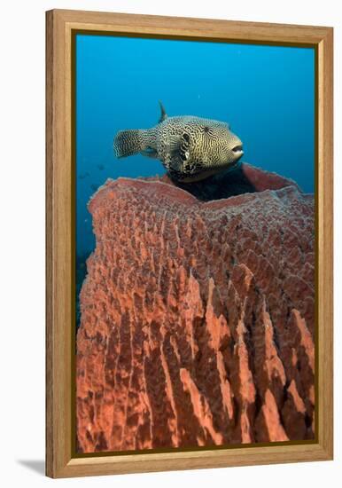 Map Pufferfish-Matthew Oldfield-Framed Premier Image Canvas